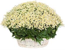 Цветочная композиция из Ромашки в корзине #REPLACE_PRED# Пролетарский Московской области
